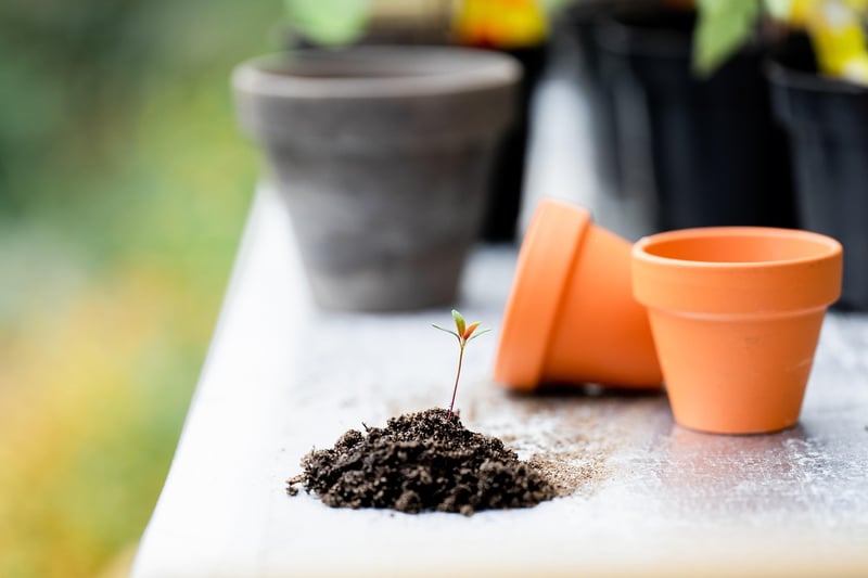 Fantasy Plant Care