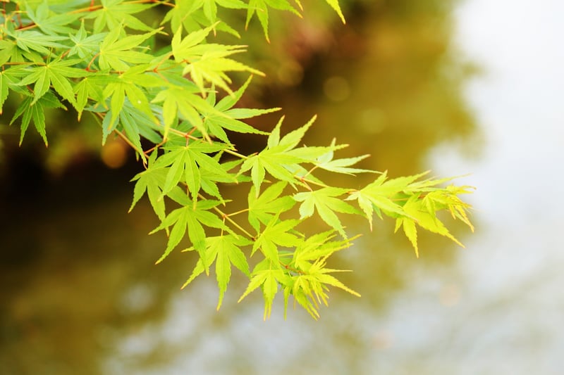Japanese Maple