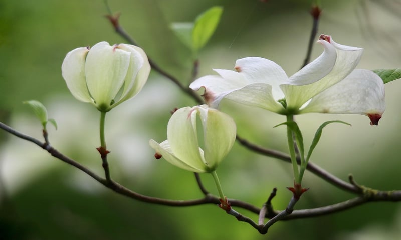 Flowering Dogwood