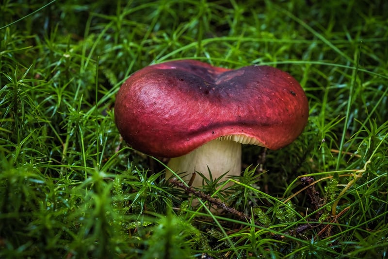 Milky Spore